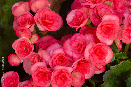 Flower buds of a begonia with water drops close up macro background 