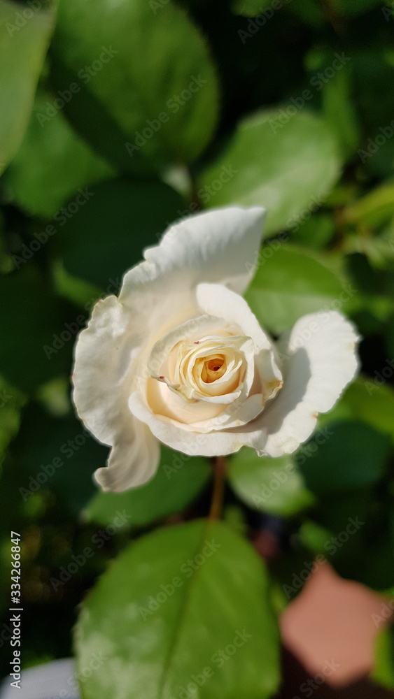 Rose in the garden. Rose flower close-up on blurred background of flowerbed. Petal texture of blooming rose. Beauty of nature in summertime. Gardening of rose variety. Rose in the garden. Rose flower close-up on blurred background of flowerbed. Petal texture of blooming rose. Beauty of nature in summertime. Gardening of rose variety.