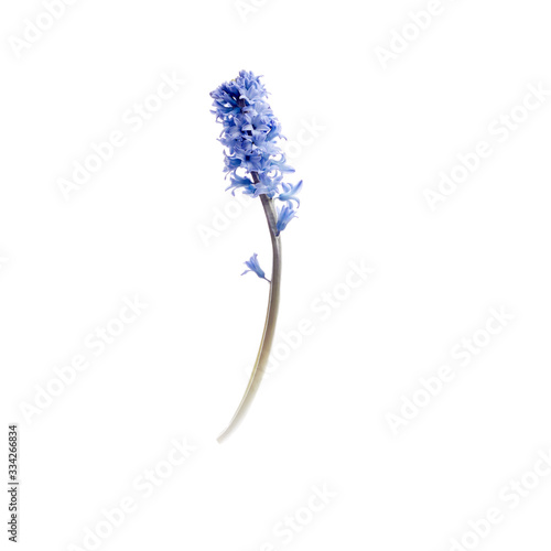 Hyacinth isolated on white background photo