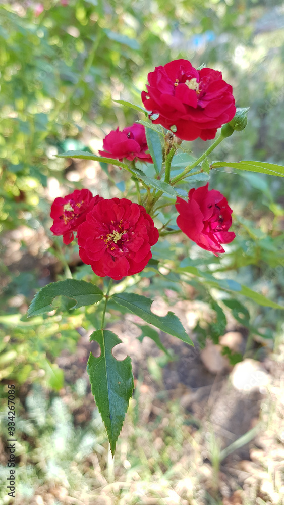 Red flowers in the garden. Blooming rose bush with red flowers on blur background of green foliage in bright sunlight. Flowers in floral garden. Natural textures of flowering plants.