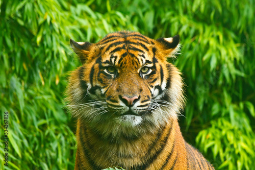 Fotografie, Tablou wild tiger against green background