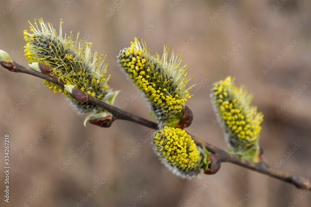 Close-up. Willow flowers bloomed in early spring. Close-up. Willow flowers bloomed in early spring.