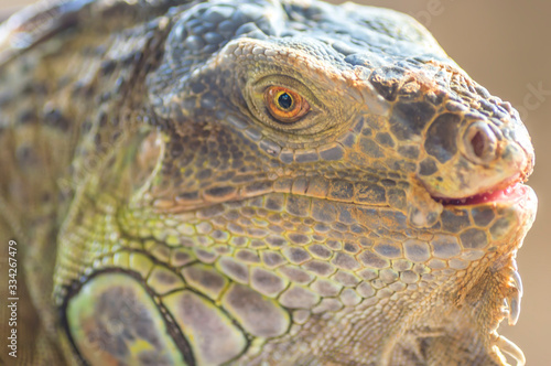 Portrait of macro shot on iguana head © mawardibahar