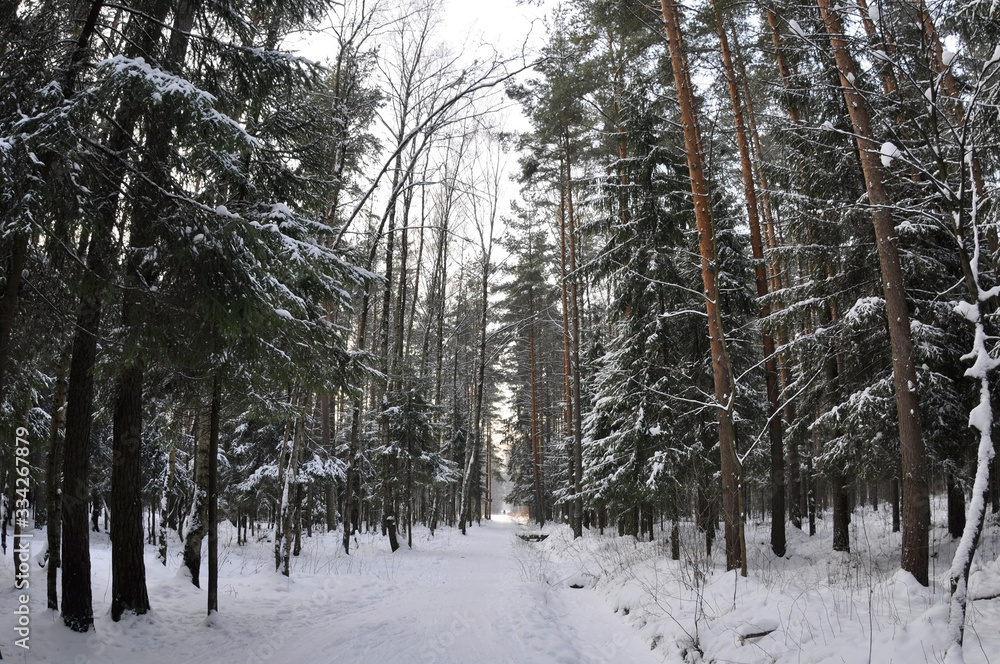 Fototapeta premium Snowy forest road among tall pines and other trees, wide angle photo