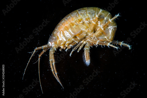 Scud, amphipod swimming in the St. Lawrence River photo