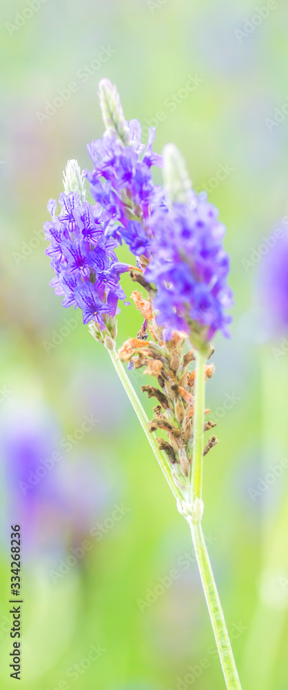 Obraz premium Lavender flower macro with selective focused and bokeh background