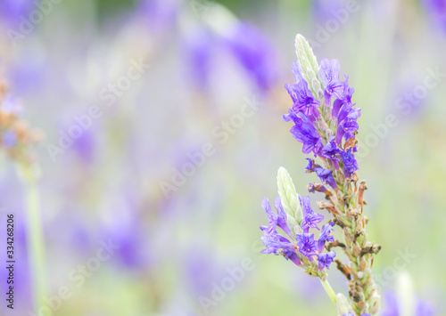 Lavender flower macro with bokeh background