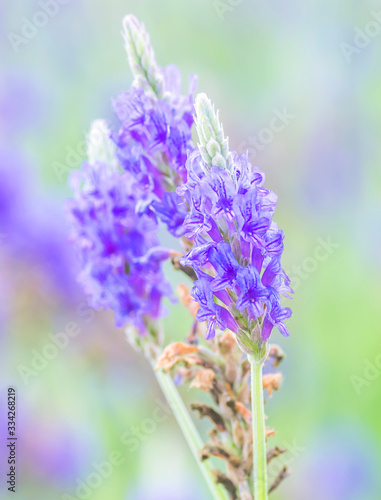 Lavender flower macro with bokeh background