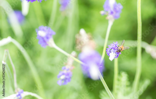 Lavender flower macro and bee with bokeh background