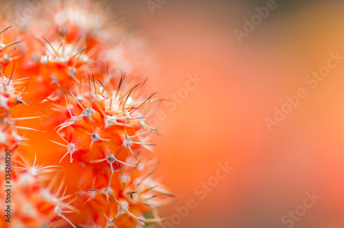 Cactus macro with selective focus © mawardibahar
