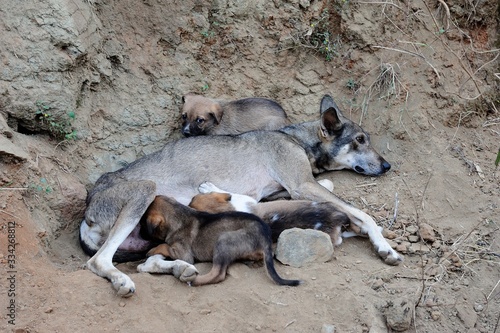 Wild dog feeding her young pups © drewrawcliffe
