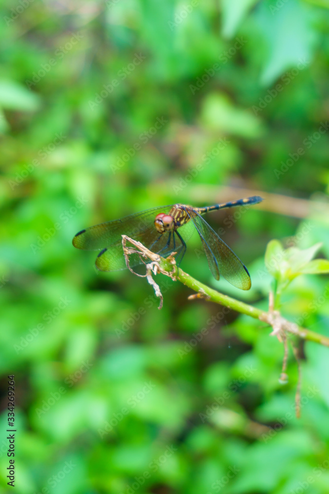 dragonfly on a branch dragonfly on a branch