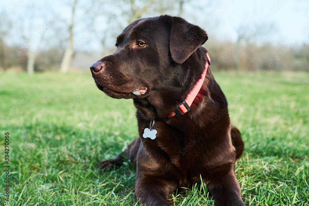 Close up portrait of chocolate Labrador laying on green grass 
