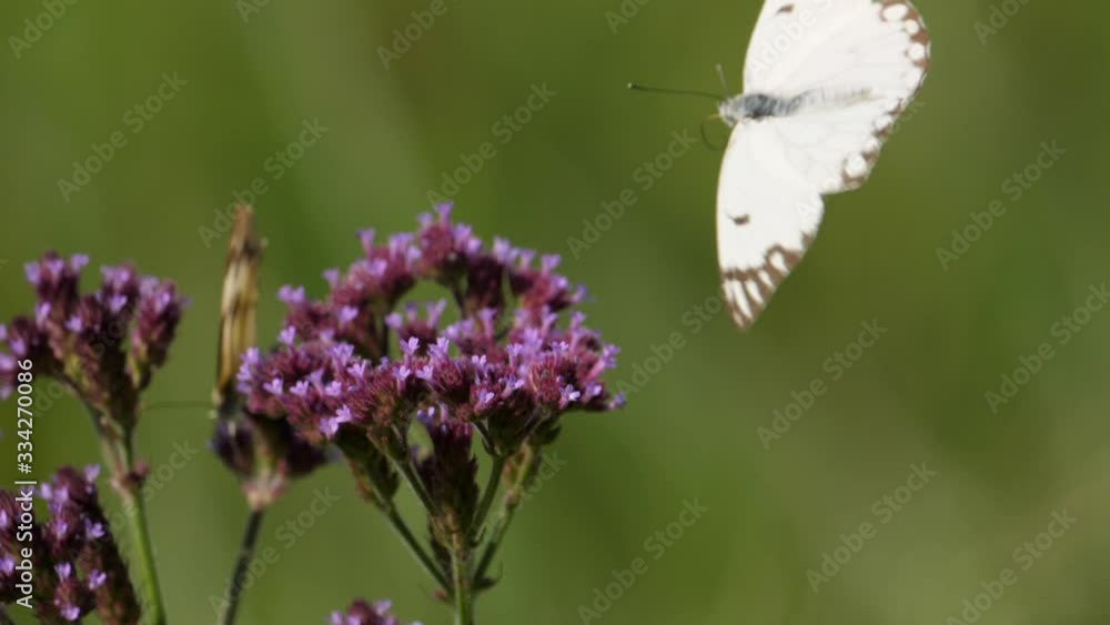 Macro shot of two Brown-Veined White butterflies on Purpletop Vervain flowers, day Macro shot of two Brown-Veined White butterflies on Purpletop Vervain flowers, day