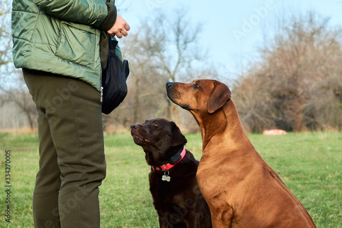 Canvas Print Two dogs Labrador and Ridgeback waiting for treats sitting by owner in the park