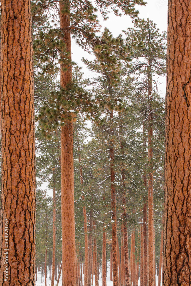 Fototapeta premium trees in the forest
