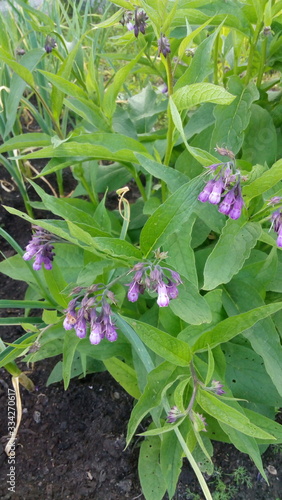 bee on flower