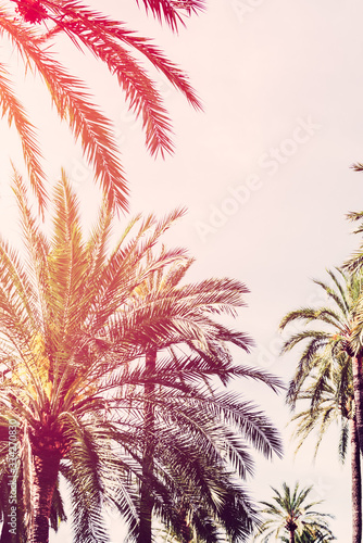 Palm trees against blue sky. Summer holidays concept, Palma de Mallorka
