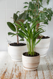 Appartment gardening - houseplants in white pots on white background