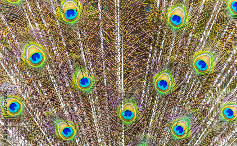 Obraz premium Peacock with Feathers Out