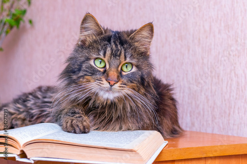 A fluffy cat sits near an open book and looks up