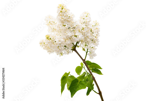 white lilac in spring close-up