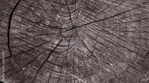 Cross-section texture of an old dark log with cracks_