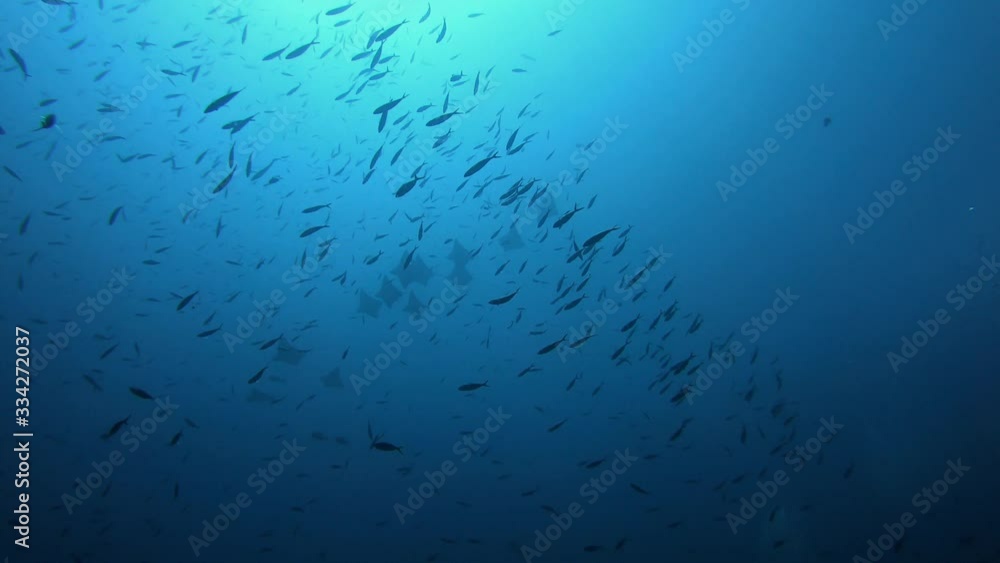 Sting rays school in dark blue cloudy water - Scuba diving in Maldives Sting rays school in dark blue cloudy water - Scuba diving in Maldives