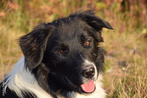 Chien au soleil © Thomas