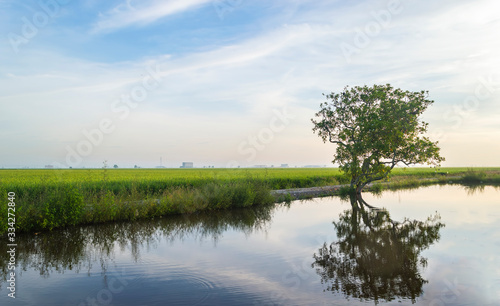 Reflection of tree at paddy field under the blue skies © mawardibahar
