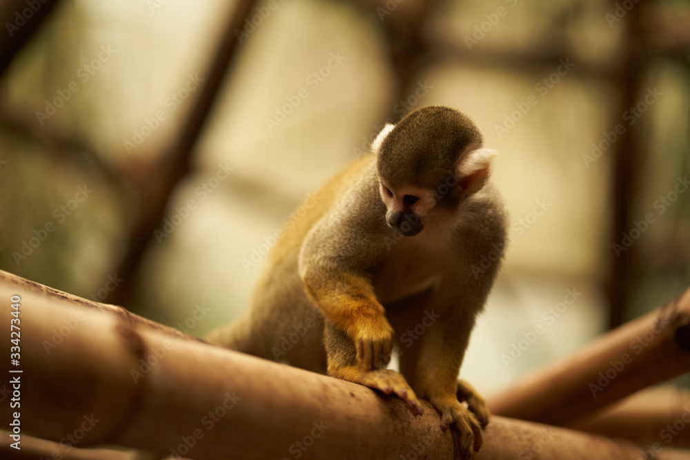 Saimiri monkey looking down Saimiri monkey looking down