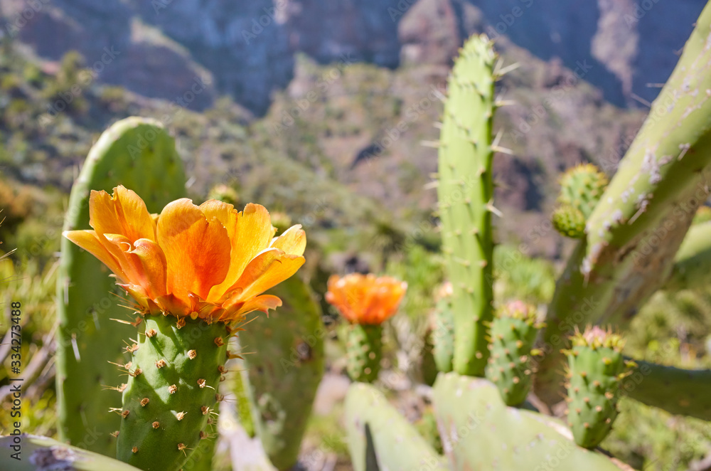 Close up picture of flowering Prickly Pear Cactus (Opuntia), selective focus, Tenerife, Spain. Close up picture of flowering Prickly Pear Cactus (Opuntia), selective focus, Tenerife, Spain.