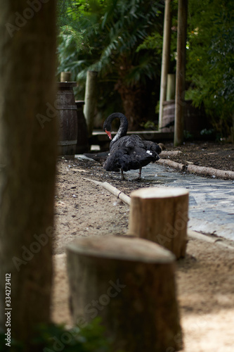 Black swan and stumps
