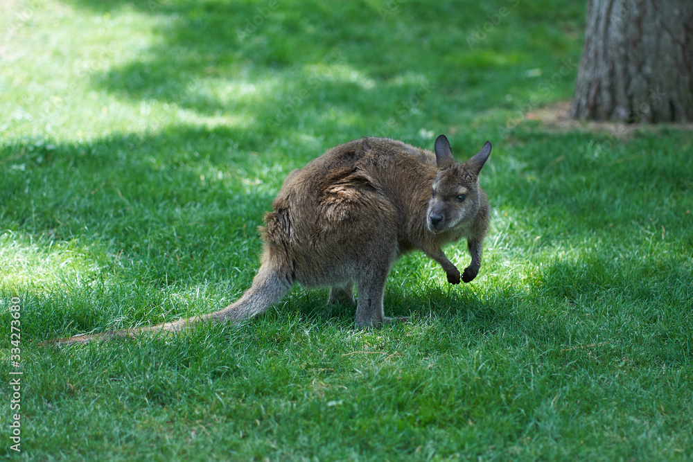 Baby kangaroo in the grass