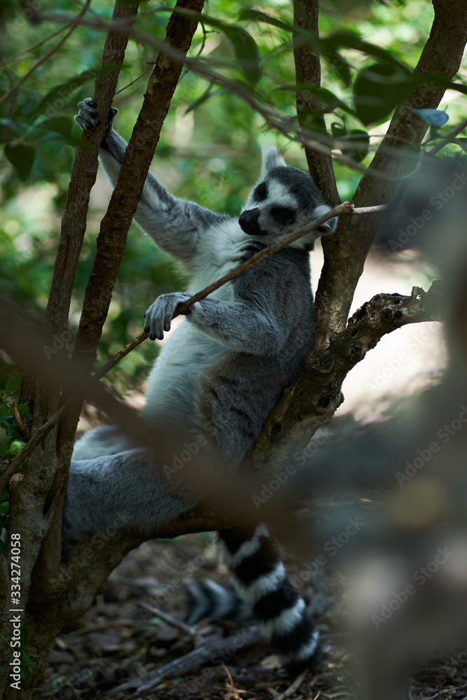 Obraz premium Lemur sleeping on a tree