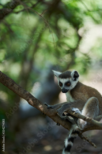 Baby lemur on branch of tree