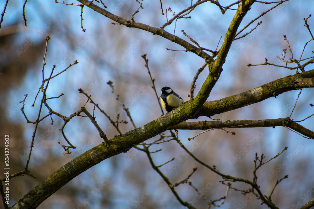 great tit or Parus major, Bruges, Belgium great tit or Parus major, Bruges, Belgium
