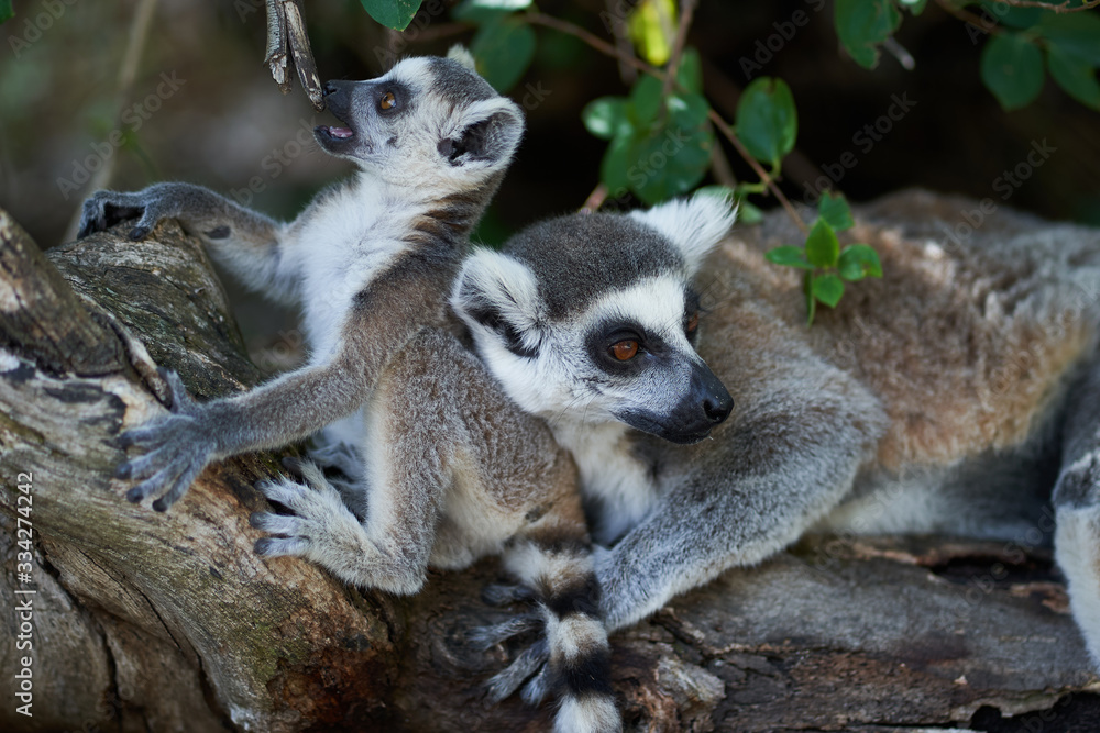 Obraz premium ring tailed lemur on branch of a tree