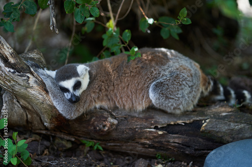 lemur sleeping in a tree