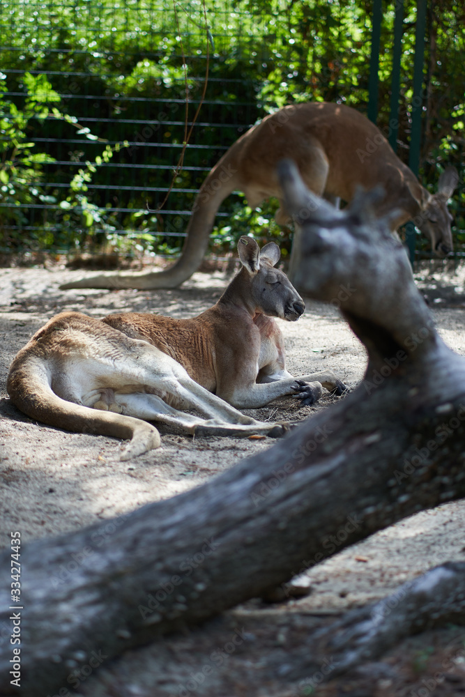Kangaroos lyings and walking
