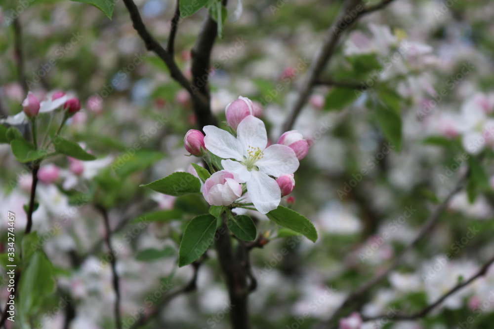 Apple Blossom 1 Apple Blossom 1