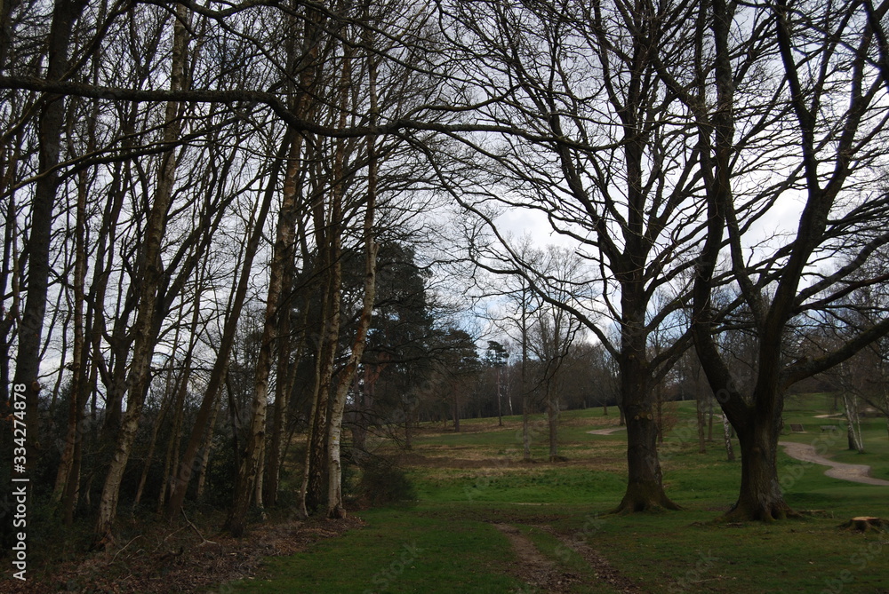 trees in the park trees in the park