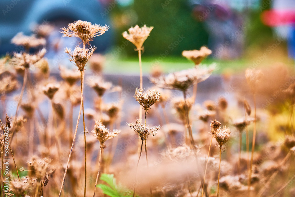 flowers in the field flowers in the field