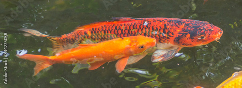 Background of colorful Koi fish ,Nature © mawardibahar
