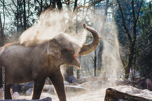 Elephant blowing dust on its back. photo