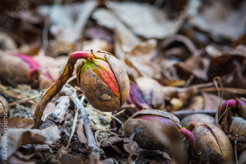 Acorn or oaknut slowly sprouting in early spring.