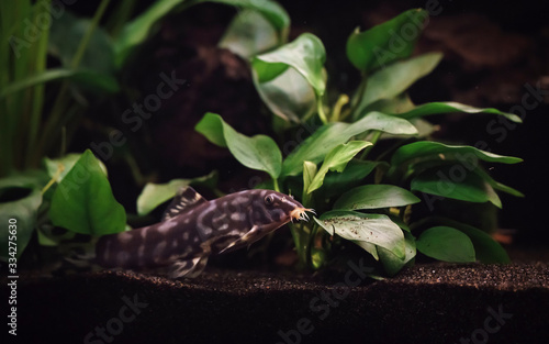 A polka-dot loach (Botia kubotai) and anubias plant in an aquarium photo