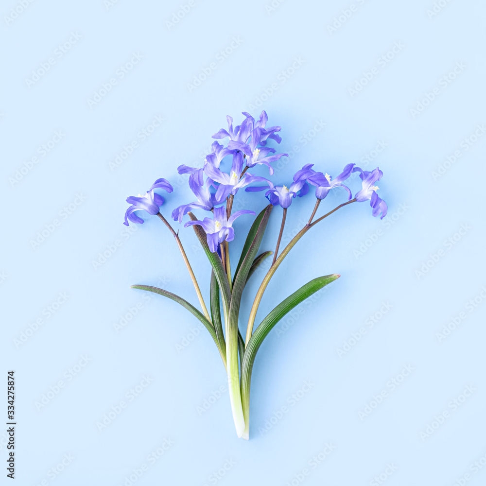 Scilla luciliae on a blue background close-up. Bulbous flowering plants. Flat lay. Copy space.