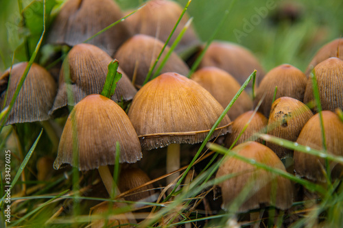 Forest mushrooms in the grass close up