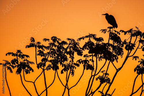 Pantanal Sunset photographed in Corumba, Mato Grosso do Sul. Pantanal Biome. Picture made in 2017.